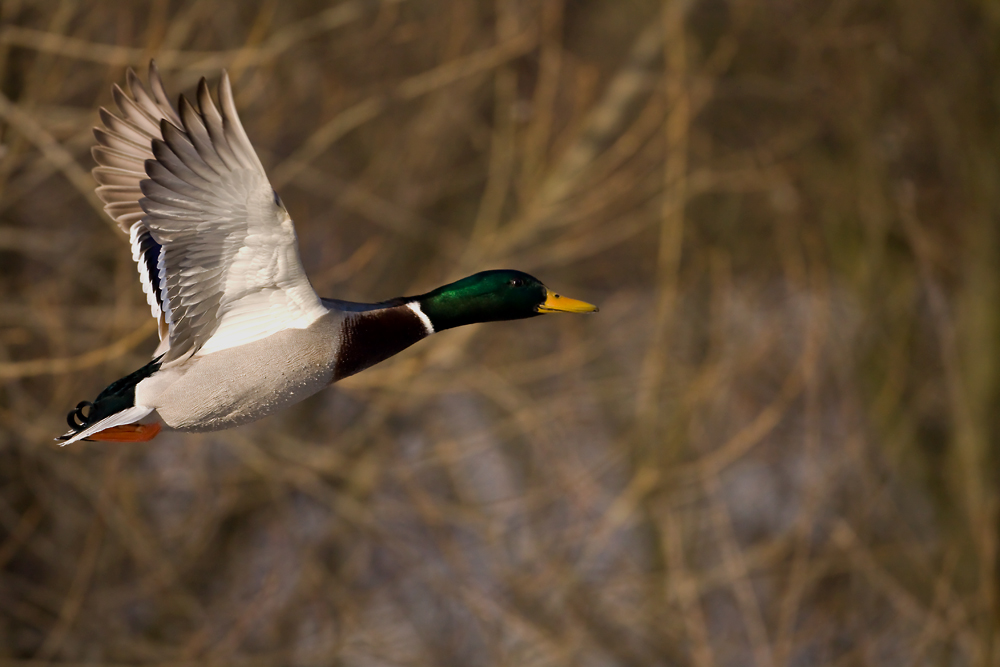 Die Stockente im Flug.