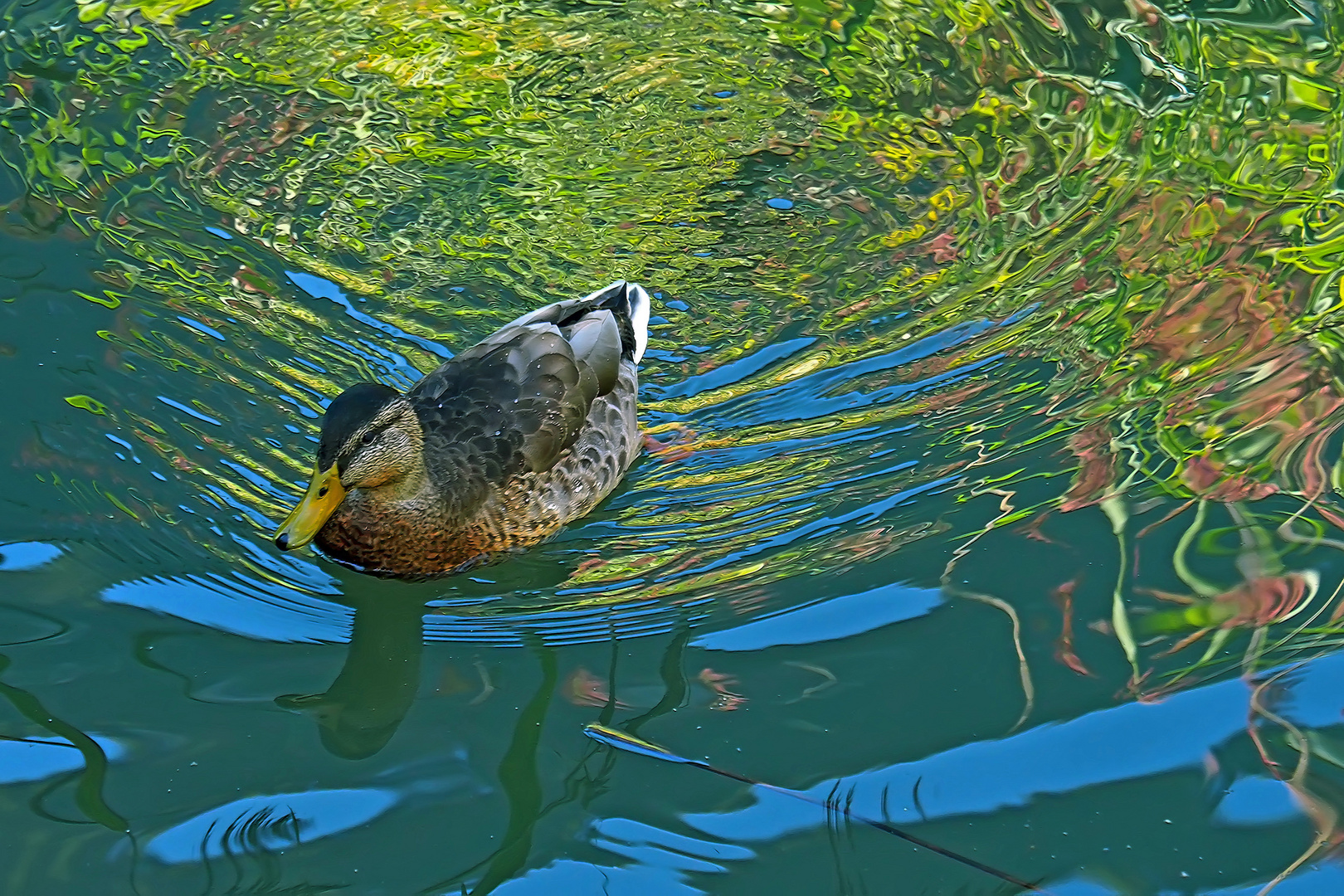 Die Stockente schwimmt im gespiegelten Wasser ...