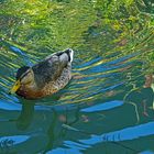 Die Stockente schwimmt im gespiegelten Wasser ...