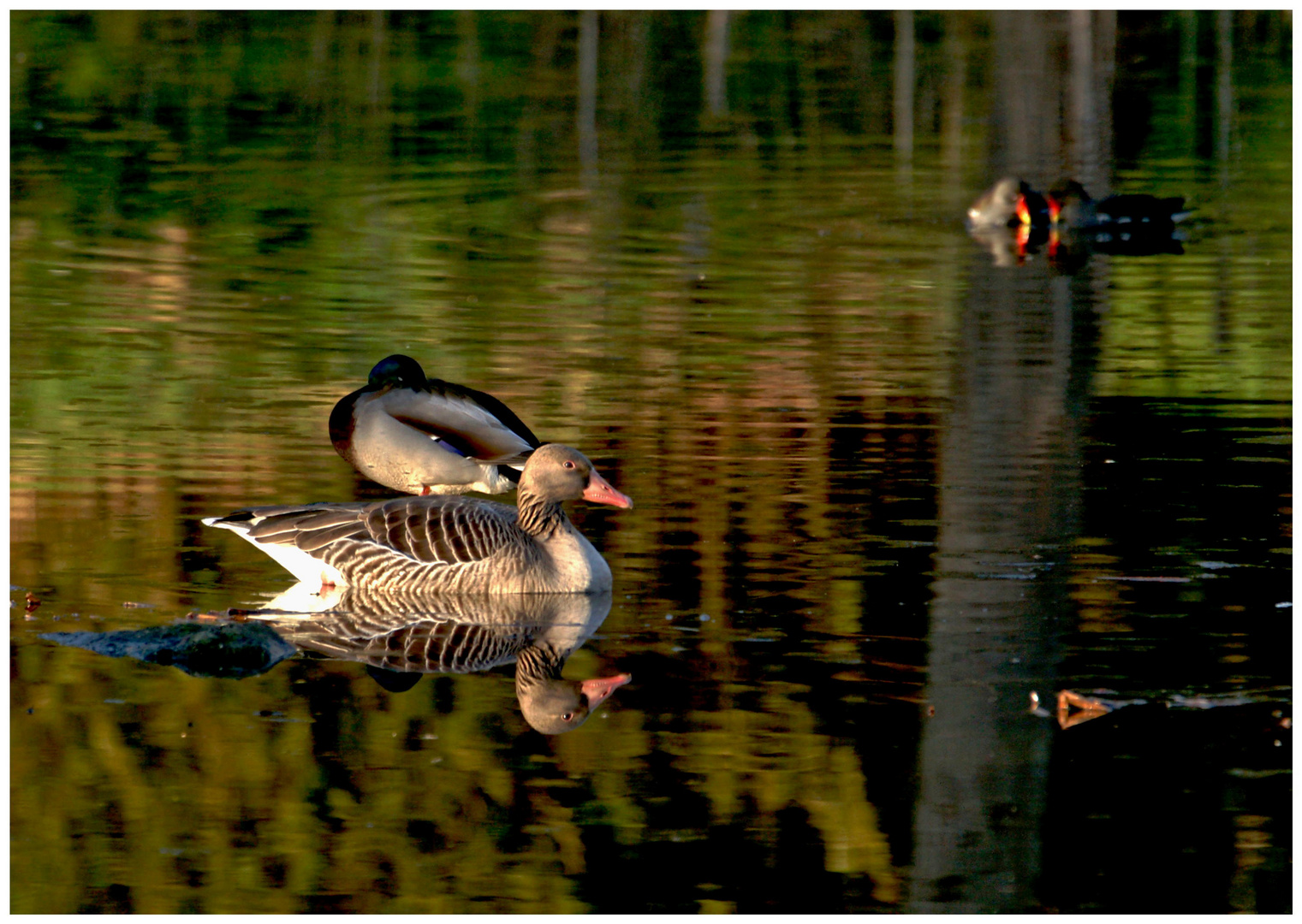 Die Stockente und die Graugans...