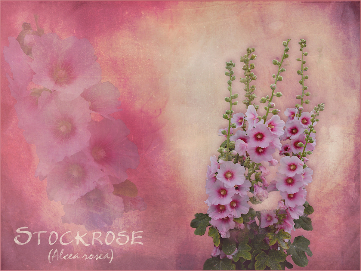 die Stockrose...