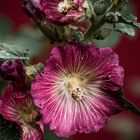 Die Stockrose (Alcea rosea)