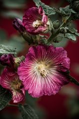 Die Stockrose (Alcea rosea)