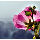 Die Stockrose, die bei Regen verträumt in die Landschaft schaut...