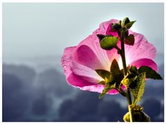 Die Stockrose, die bei Regen verträumt in die Landschaft schaut...