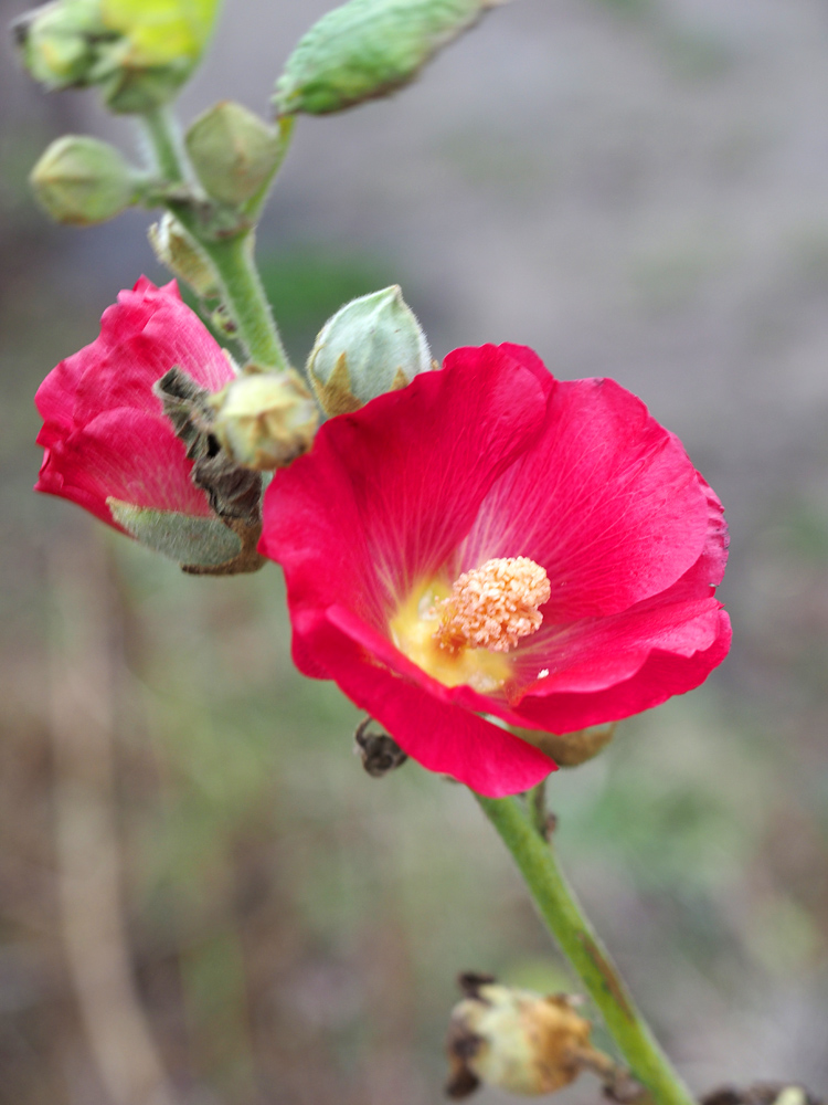 Die Stockrose zum Sonntag