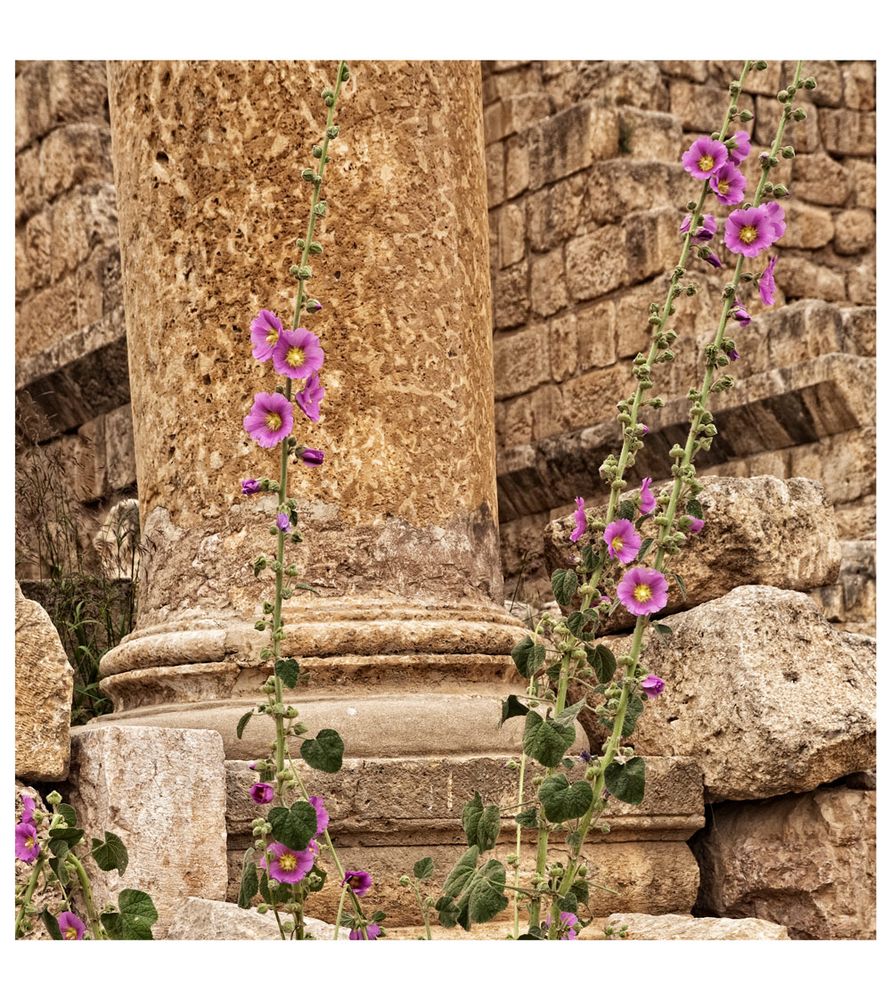 DIE STOCKROSEN VON JERASH