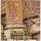 DIE STOCKROSEN VON JERASH