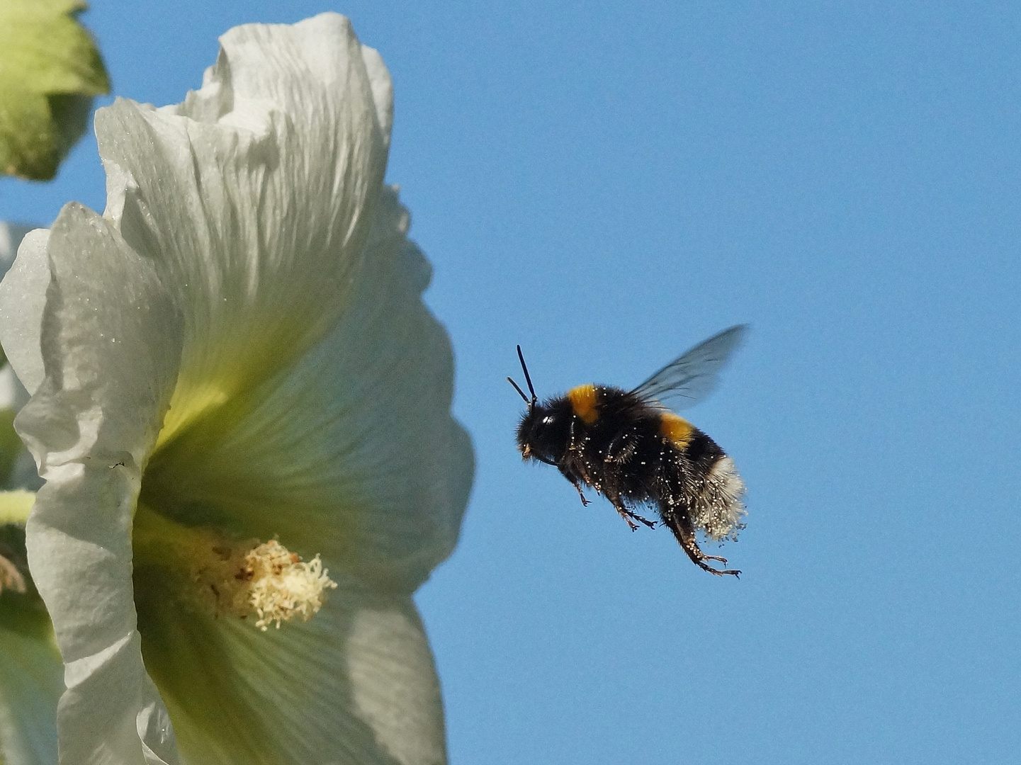 Die Stockrosenblüte als Ziel