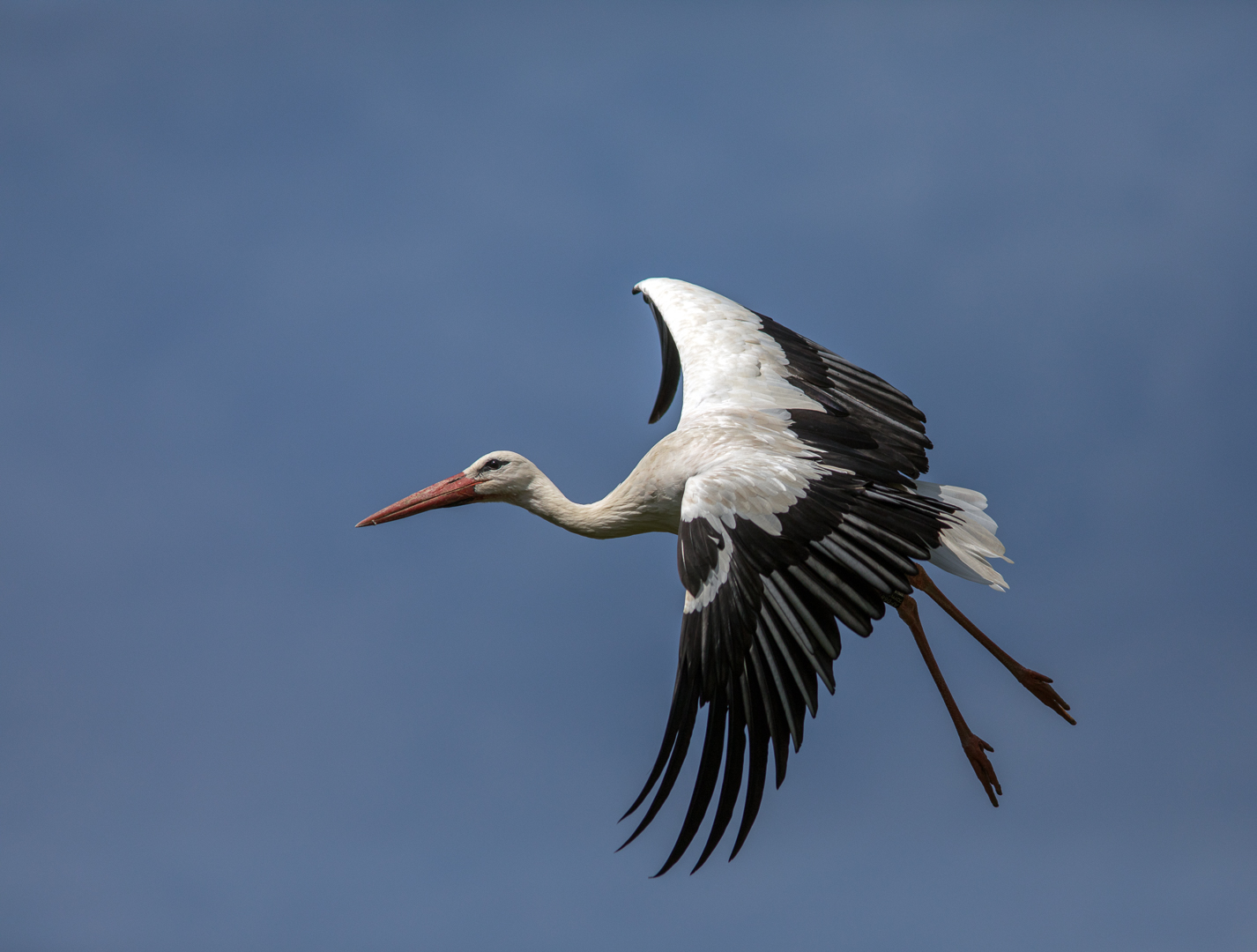 Die Störche ... Foto & Bild | tiere, wildlife, wild lebende vögel Bilder auf fotocommunity