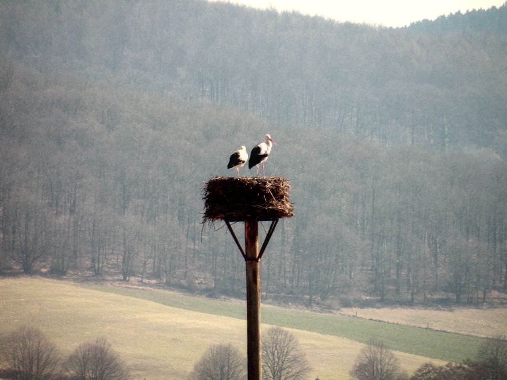 Die Störche haben ihren Horst in Salzderhelden wieder bezogen.