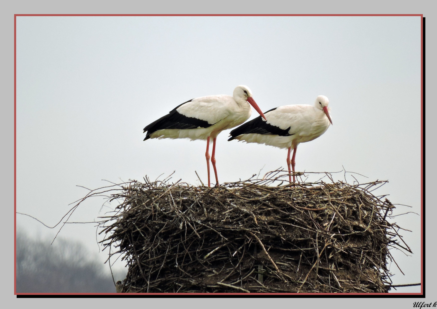 Die Störche im Polder bei Salzderhelden.