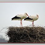 Die Störche im Polder bei Salzderhelden.