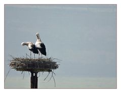 Die Störche in Salzderhelden haben ihr renoviertes Nest bezogen.