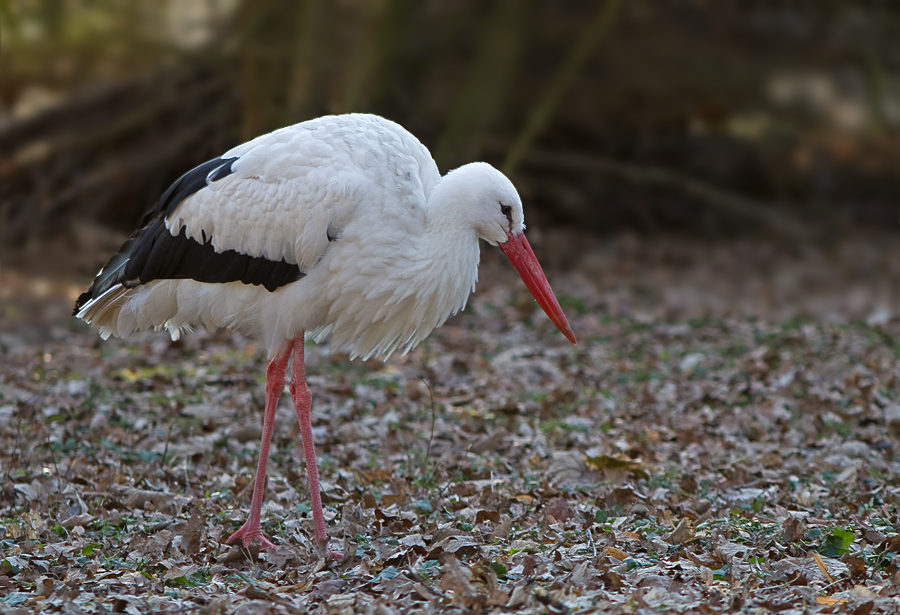 Die Störche sind auch schon da ..