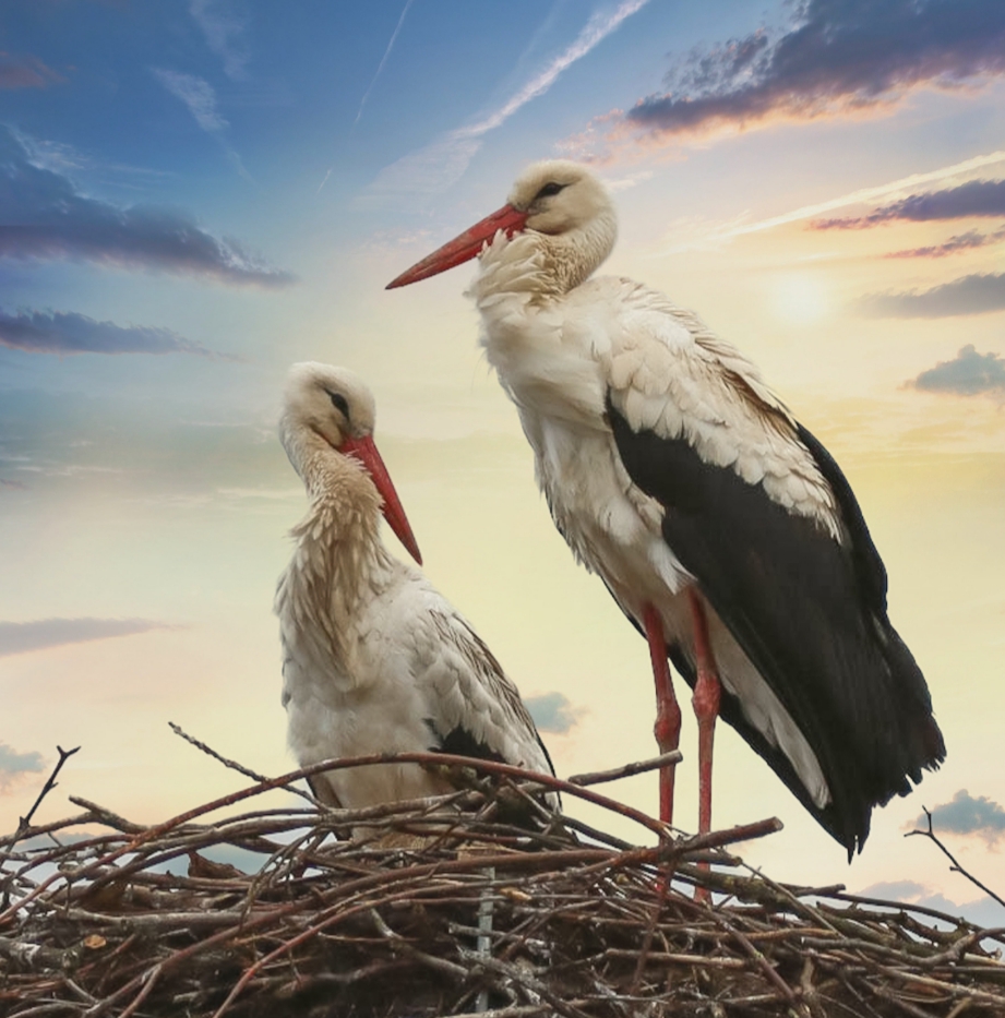Die Störche sind da Foto & Bild tiere, fotos, himmel Bilder auf