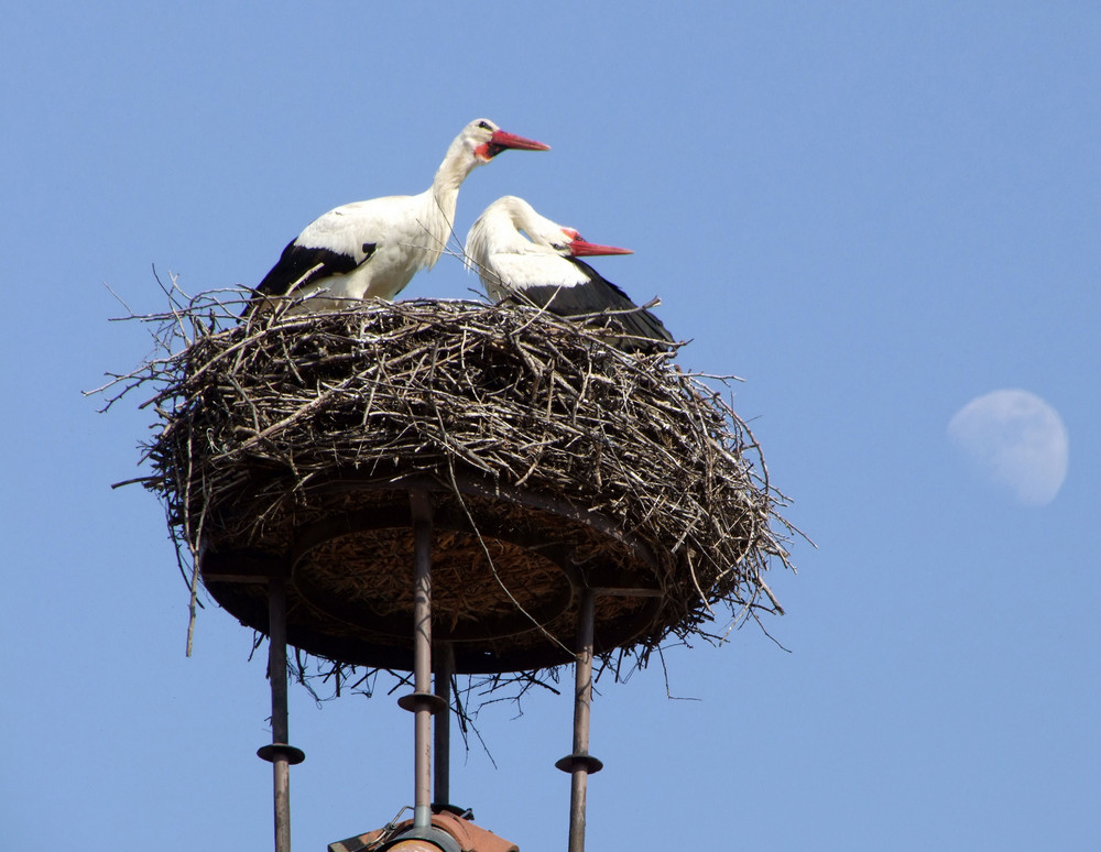 Die Störche sind da! Die Frühling ist da!