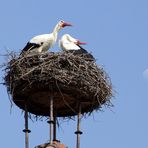 Die Störche sind da! Die Frühling ist da!