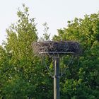 Die Störche sitzen immer noch auf ihren Eiern ...