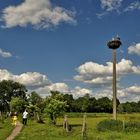 Die Störche vom Schloss Diedersdorf...........