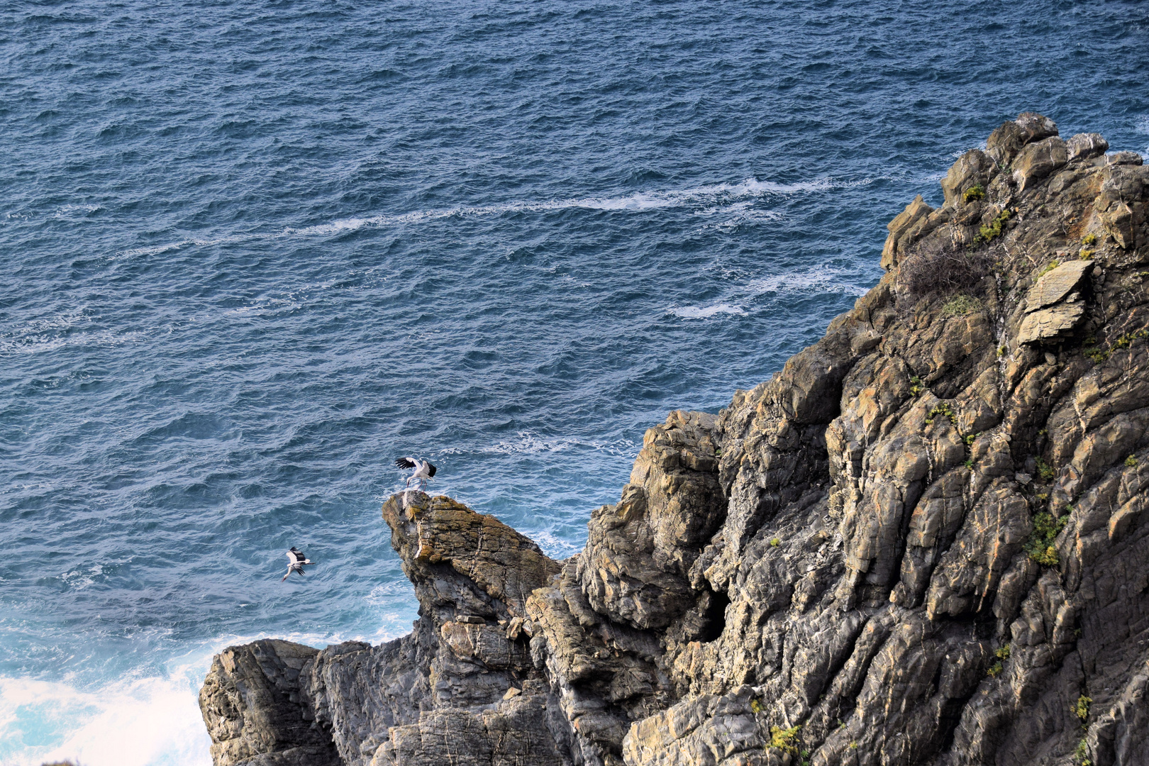 Die Störche von Cabo Sardao