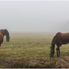 die stört der Nebel nicht