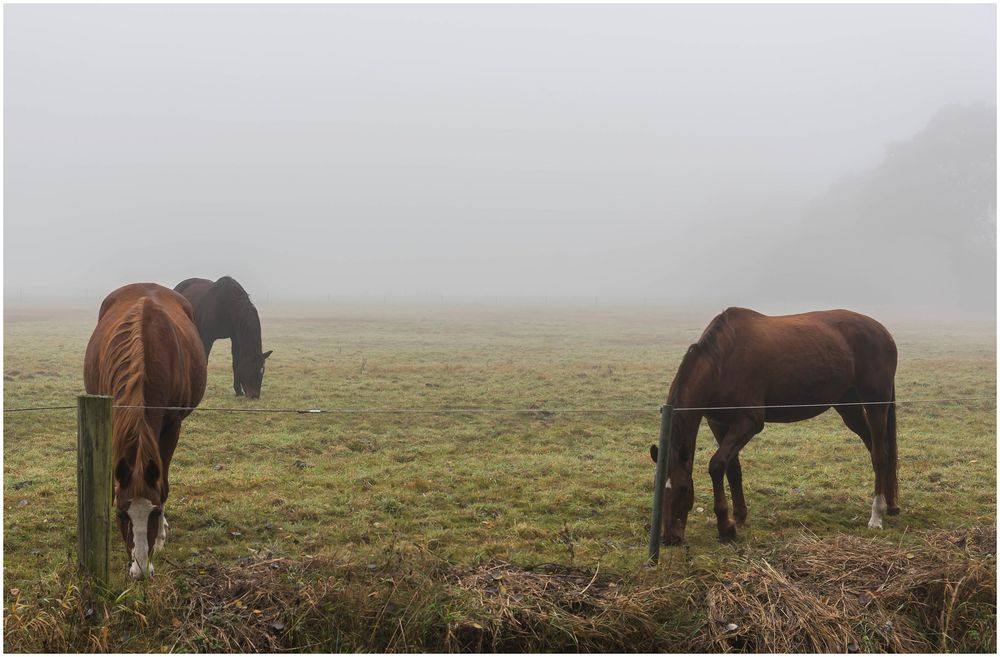 die stört der Nebel nicht