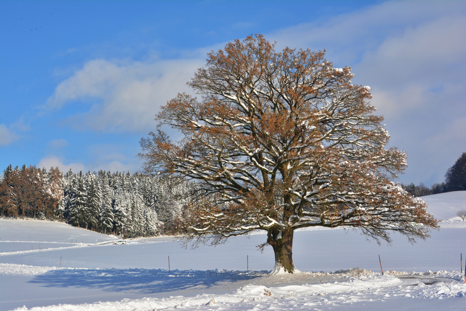 Die stolze "Alte Dame" im Winterkleid...