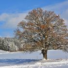 Die stolze "Alte Dame" im Winterkleid...