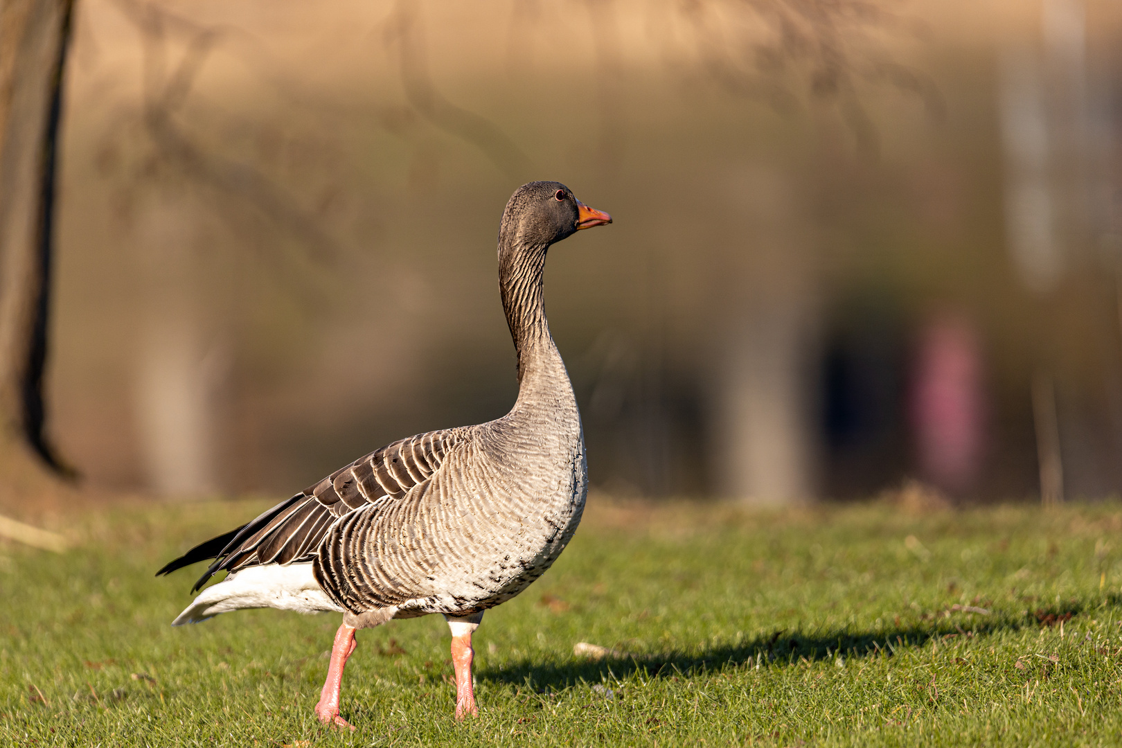 Die stolze kleine Kanadagans