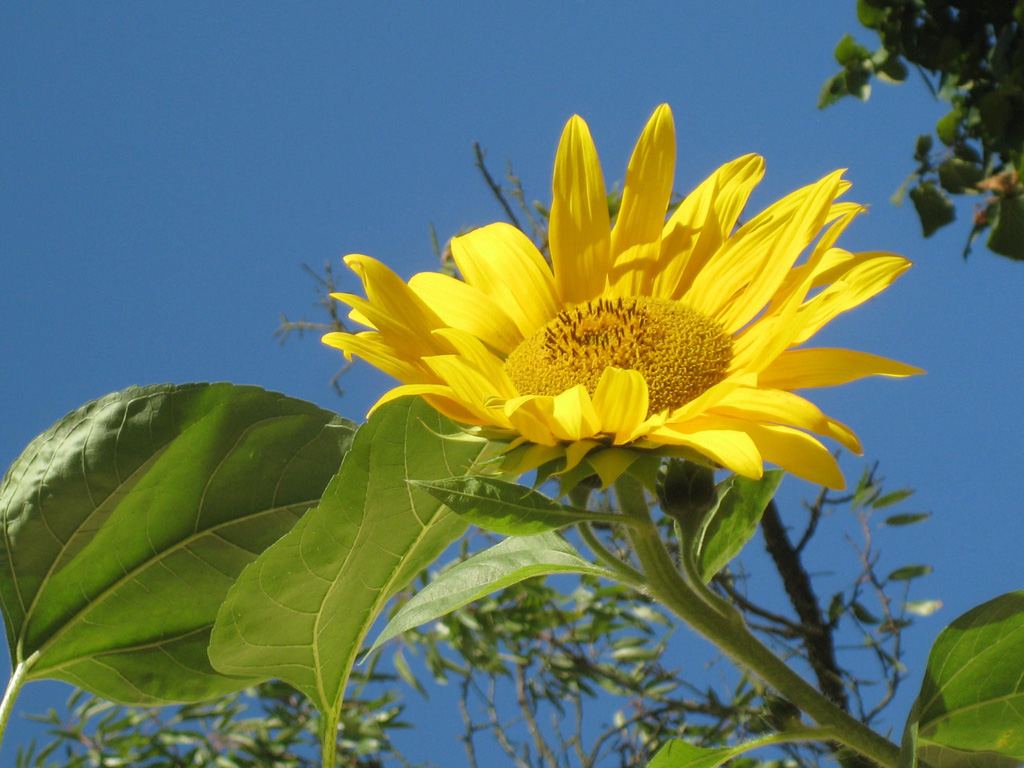 die stolze Sonnenblume