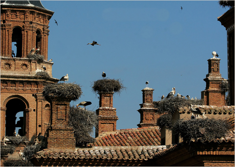 Die Storchenkathedrale in Alfaro (2)