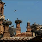 Die Storchenkathedrale in Alfaro (2)