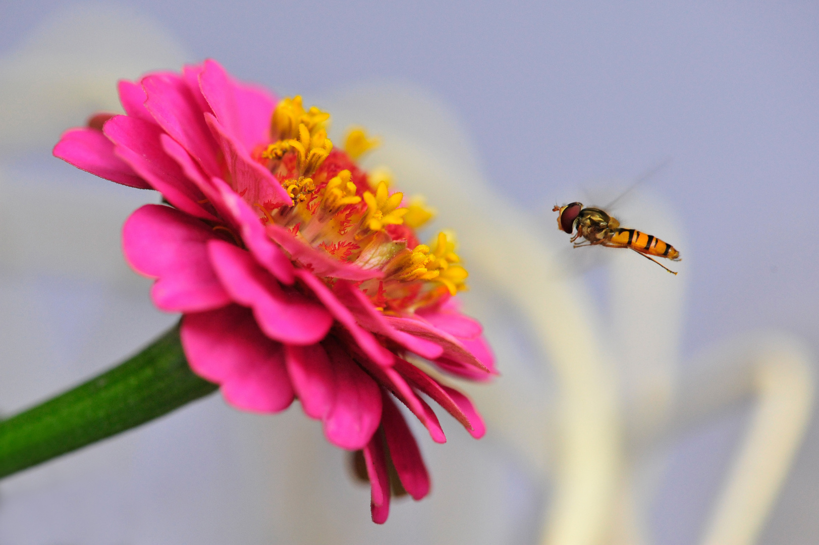 die story von der blüte & und dem "bienchen"...