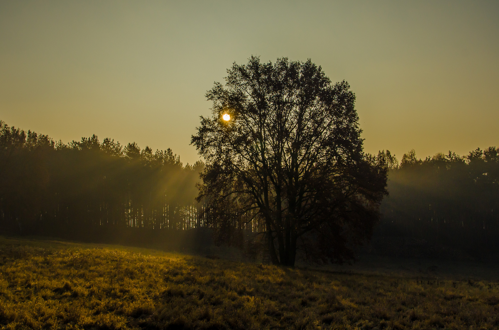 Die Strahlen der Sonne