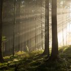 Die Strahlen der Sonne im Herbstwald