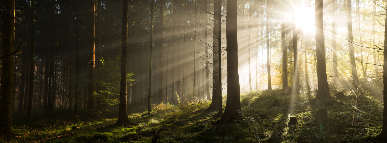 Die Strahlen der Sonne im Herbstwald