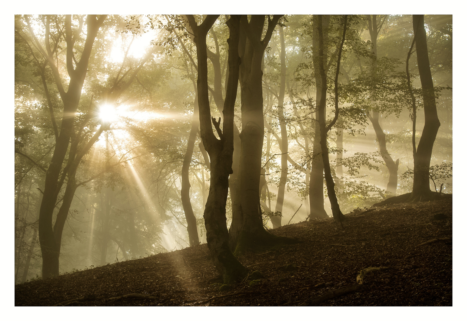 Die Strahlen im Herbstwald