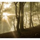 Die Strahlen im Herbstwald