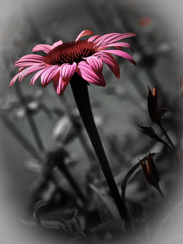 Die strahlende Echinacea