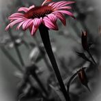 Die strahlende Echinacea