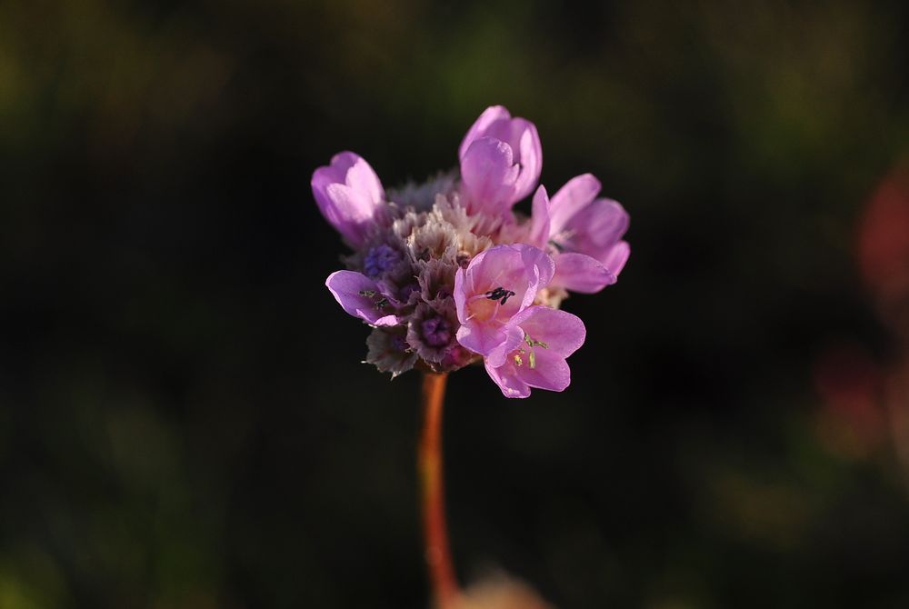 Die Strand-Grasnelke (Armeria maritima)