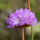 Die Strand Grasnelke (Armeria maritima ssp. elongata)