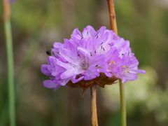 Die Strand Grasnelke (Armeria maritima ssp. elongata)