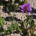 Die Strand- Platterbse (Lathyrus japonicus)