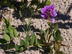 Die Strand- Platterbse (Lathyrus japonicus)