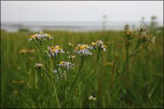 die Strandaster