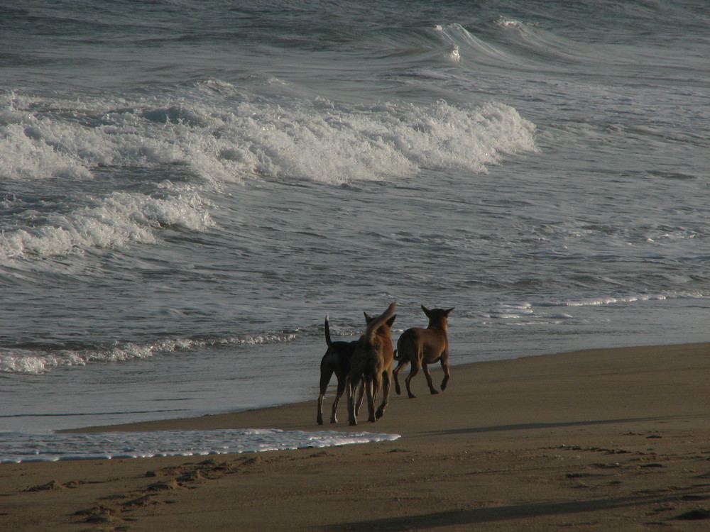 Die Strandgänger