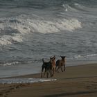 Die Strandgänger