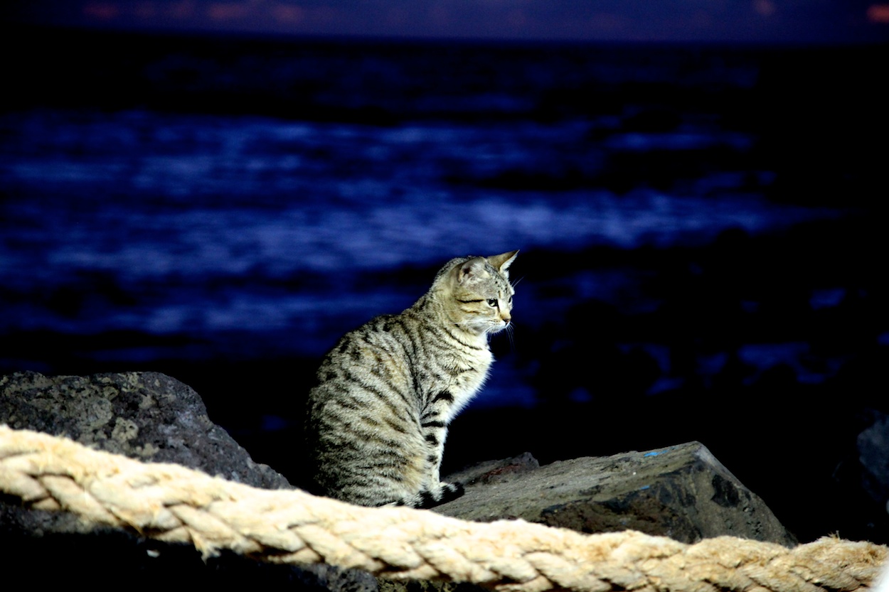 die strandkatzen von el remo